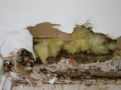 About Black Mold Removal Lincolnia - black mold removal experts in Lincolnia